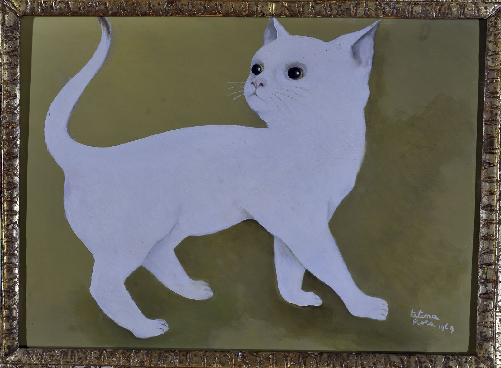 Gatto bianco, 1969